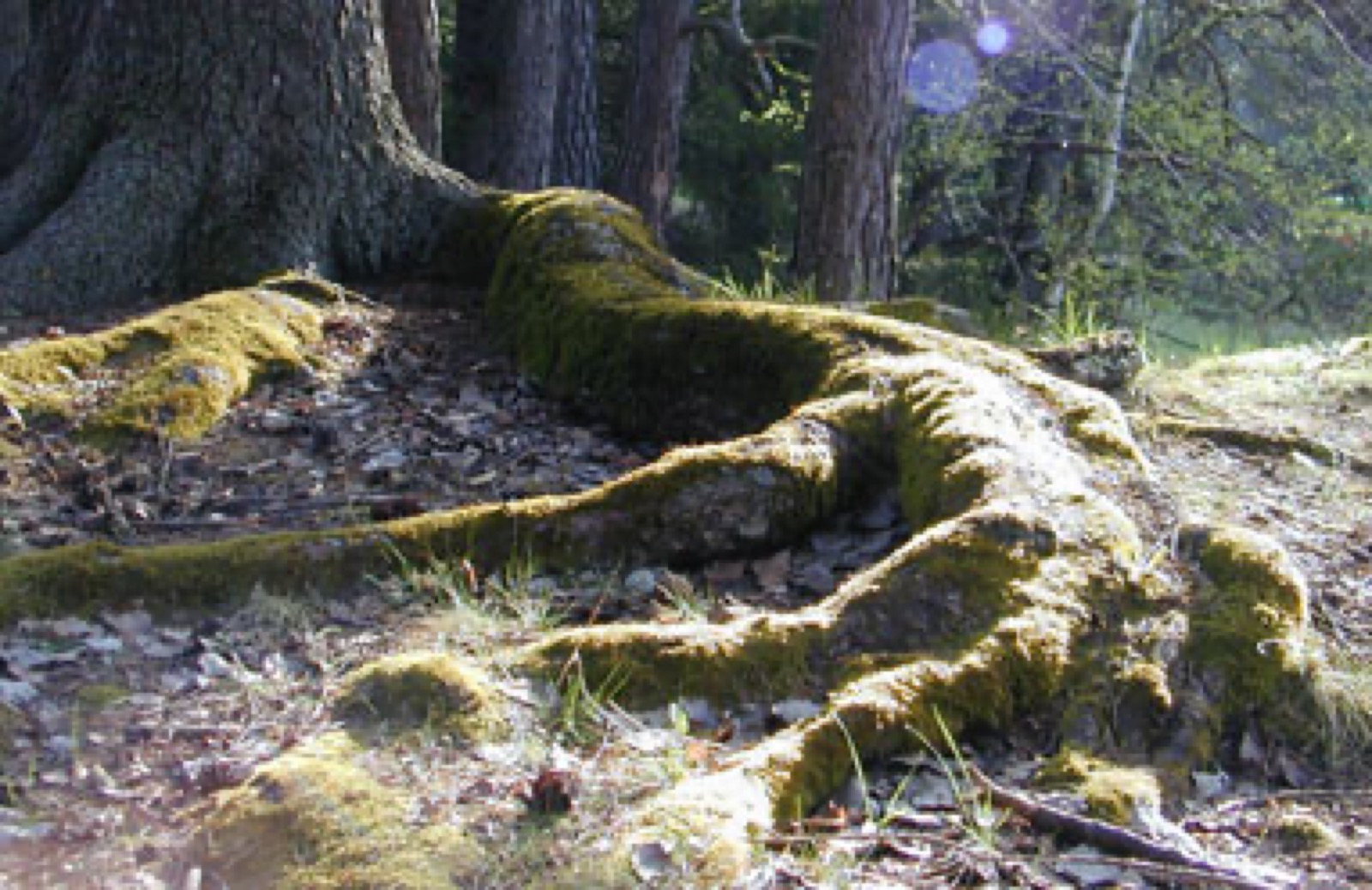Holz als regionaler Rohstoff