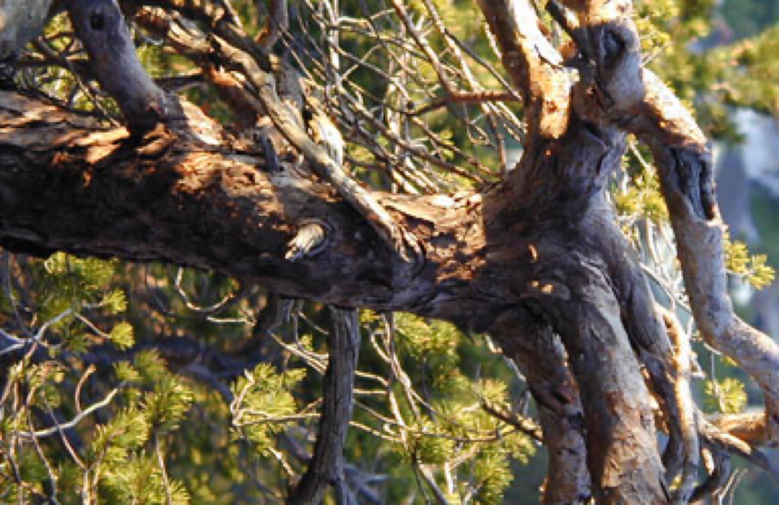 Ortswärme Zams – baum6_04